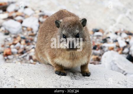 Rock Hyrax auch Dassie, Cape hyrax, Rock Hase oder coney genannt im Stony Point Naturreservat in Betty's Bay, Südafrika. Stockfoto