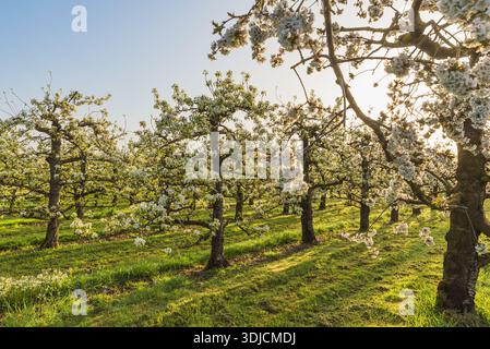 Blühender Birnengarten im Morgenlicht, Egnach, Kanton Thurgau, Schweiz Stockfoto