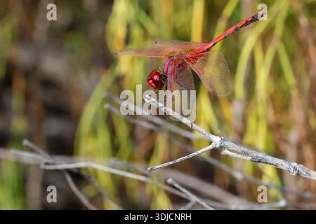 Männliche rotaderförmige Tropftrithemis arteriosa. Las Palmas de Gran Canaria. Gran Canaria. Kanarische Inseln. Spanien. Stockfoto