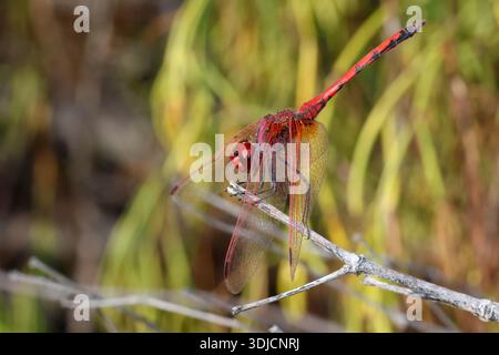 Männliche rotaderförmige Tropftrithemis arteriosa. Las Palmas de Gran Canaria. Gran Canaria. Kanarische Inseln. Spanien. Stockfoto