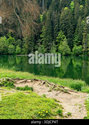 Malerischer Blick auf den Roten See (Lacul Roșu) in den östlichen Karpaten, Rumänien, umgeben von dichten Nadelwäldern und ruhigen grünen Wasserreflexionen Stockfoto