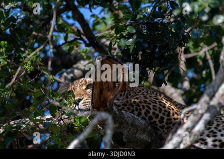 Ein Leopard, der auf einem Baum im Masai Mara National Reserve während einer Wildtiersafari schläft Stockfoto