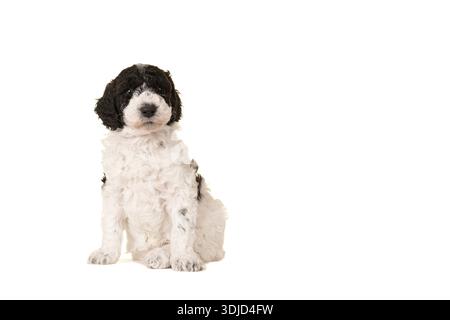 Niedliche schwarz-weiße Labradoodle Welpen stehen isoliert auf einem weißen Hintergrund Blick auf die Kamera, mit Platz für Kopie Stockfoto