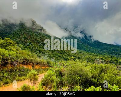 Geheimnisvoller Wanderweg durch dichten Bergwald in Kapstadt, Südafrika Stockfoto