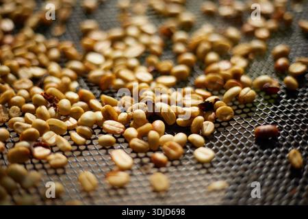 Rohe Kaffeebohnen, Kaffeetrocknungsprozess auf der natürlichen Sonnenlichtplantage in Fabrikgemeinde nördlich von Chiang Rai Thailand, selektiver Fokus Stockfoto
