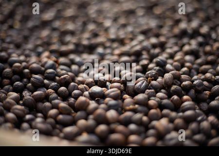 Rohe Kaffeebohnen, Kaffeetrocknungsprozess auf der natürlichen Sonnenlichtplantage in Fabrikgemeinde nördlich von Chiang Rai Thailand, selektiver Fokus Stockfoto