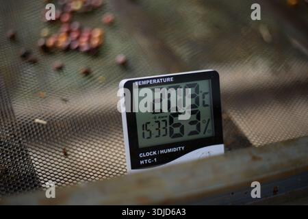 Rohe Kaffeebohnen, Kaffeetrocknungsprozess auf der natürlichen Sonnenlichtplantage in Fabrikgemeinde nördlich von Chiang Rai Thailand, selektiver Fokus Stockfoto