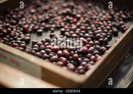 Rohe Kaffeebohnen, Kaffeetrocknungsprozess auf der natürlichen Sonnenlichtplantage in Fabrikgemeinde nördlich von Chiang Rai Thailand, selektiver Fokus Stockfoto