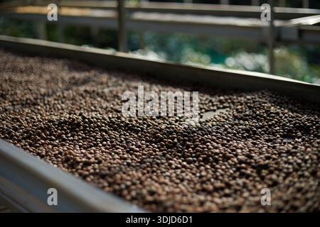 Rohe Kaffeebohnen, Kaffeetrocknungsprozess auf der natürlichen Sonnenlichtplantage in Fabrikgemeinde nördlich von Chiang Rai Thailand, selektiver Fokus Stockfoto