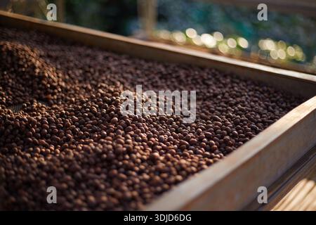 Rohe Kaffeebohnen, Kaffeetrocknungsprozess auf der natürlichen Sonnenlichtplantage in Fabrikgemeinde nördlich von Chiang Rai Thailand, selektiver Fokus Stockfoto