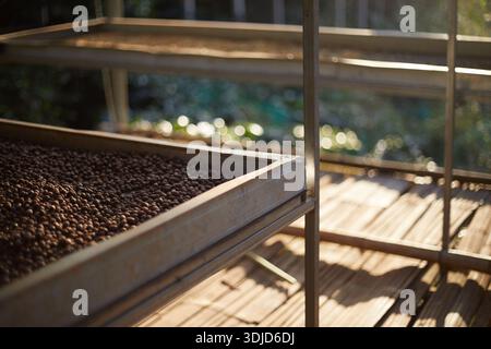 Rohe Kaffeebohnen, Kaffeetrocknungsprozess auf der natürlichen Sonnenlichtplantage in Fabrikgemeinde nördlich von Chiang Rai Thailand, selektiver Fokus Stockfoto