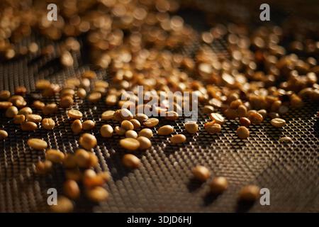 Rohe Kaffeebohnen, Kaffeetrocknungsprozess auf der natürlichen Sonnenlichtplantage in Fabrikgemeinde nördlich von Chiang Rai Thailand, selektiver Fokus Stockfoto
