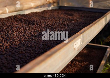 Rohe Kaffeebohnen, Kaffeetrocknungsprozess auf der natürlichen Sonnenlichtplantage in Fabrikgemeinde nördlich von Chiang Rai Thailand, selektiver Fokus Stockfoto