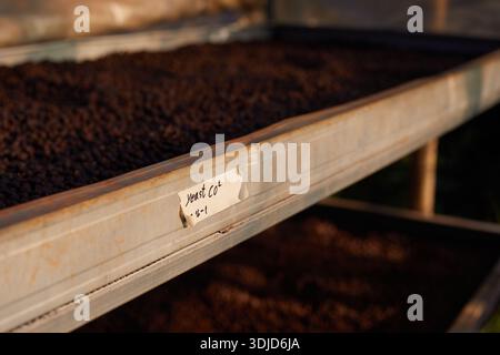 Rohe Kaffeebohnen, Kaffeetrocknungsprozess auf der natürlichen Sonnenlichtplantage in Fabrikgemeinde nördlich von Chiang Rai Thailand, selektiver Fokus Stockfoto