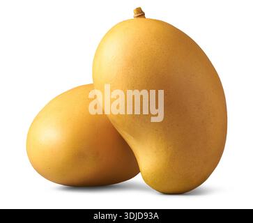 Zwei reife gelbe Mangos isolierter weißer Hintergrund, ganze tropische Früchte mit glatter Haut und natürlicher Textur und kleinen Stielen, Vorderansicht Nahaufnahme Stockfoto