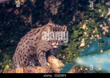 Eine Fischkatze (Prionailurus viverrinus), fotografiert in einer zoologischen Umgebung. Das Bild hebt die Besonderheiten dieser seltenen Wildkatze hervor Stockfoto