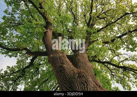 Flacher Blick auf einen massiven alten Baum mit dickem, strukturiertem Stamm und ausbreitenden Ästen, bedeckt mit frischen grünen Blättern, bis in den hellen Himmel, Symbol Stockfoto