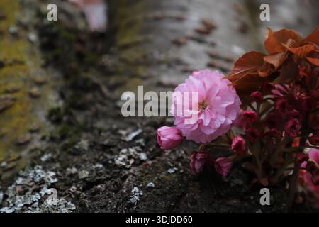 Ein Nahaufnahme von leuchtenden rosa Kirschblüten (Sakura) in Blüte. Stockfoto