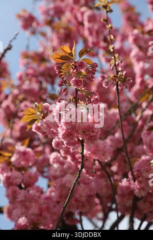 Kirschblüte (Sakura) in voller Blüte im Frühling. Stockfoto