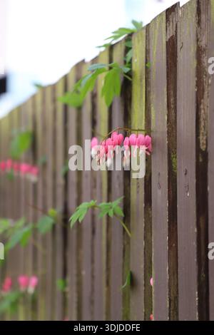 Zarte rosafarbene, blutende Herzblumen (Dicentra), die entlang eines alten Holzzauns wachsen. Frühlingsgartenszene mit weichem Tageslicht. Stockfoto