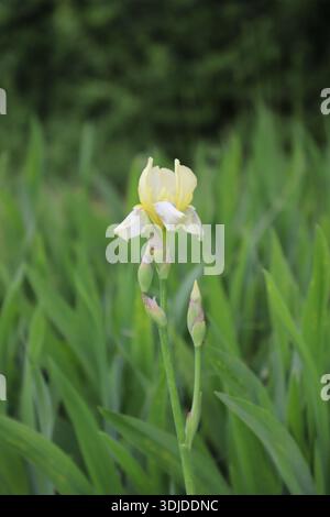 Blassgelbe Irisblume im Garten. Stockfoto