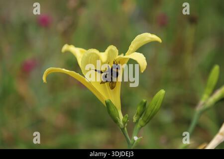 Eine Hummel sammelt aktiv Nektar und Pollen von einer gelben Lilienblüte. Stockfoto