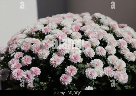 Eine Gruppe rosafarbener und weißer Chrysanthemenblüten. Stockfoto