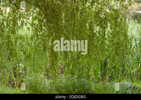 Grüner Hintergrund mit überhängenden Weidenzweigen und dichtem grünen Schilf, das von unten aufsteigt. Stockfoto