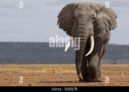 Elefant (Loxodonta africana), Amboseli Nationalpark, Kenia Stockfoto