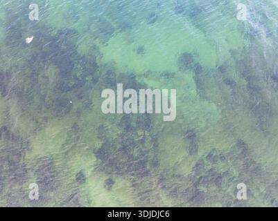 Von oben nach unten aus der Drohne blickt man auf das kristallklare türkisfarbene Ostseewasser, das dunkle Algen und Felsen auf dem Boden offenbart. Stockfoto