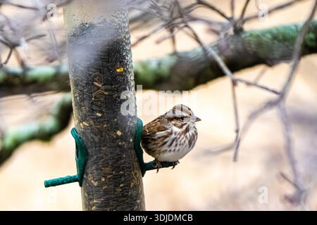 Song Spatrow (Melospiza melodia) thront auf einem eisbedeckten Vogelfutterhäuschen in Metro Atlanta, Georgia. (USA) Stockfoto