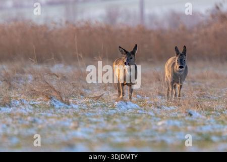 Rehe stehen auf einer frostigen Winterwiese in einer ruhigen natürlichen Landschaft. Das einheimische europäische Wildtier (Capreolus capreolus) erscheint während der Th alarmiert Stockfoto