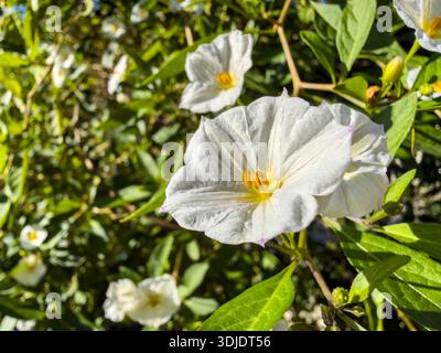 Solanum rantonnetii Pflanze, weiße Blüten mit gelben Staubblättern, hellgrüne Blätter aus der Nähe. Kartoffelbusch, Weißer Charles oder Lycianthes rantonnetii Stockfoto