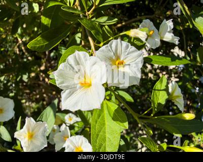 Solanum rantonnetii Pflanze, weiße Blüten mit gelben Staubblättern, hellgrüne Blätter aus der Nähe. Kartoffelbusch, Weißer Charles oder Lycianthes rantonnetii Stockfoto