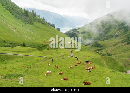 Ein roter Zug fährt auf einer gewundenen Strecke durch ein üppiges grünes Tal in den Schweizer Alpen, vorbei an zahlreichen Kühen, die auf dem grasbewachsenen sl weiden Stockfoto