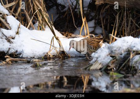 Wasserbahn (Rallus aquaticus) auf der Suche in einem Bachlauf mit schneebedeckten Ufern. Beschreibung: Eine geheimnisvolle Wasserschiene, die in einem klaren, niedrigen Winkel als aufgenommen wurde Stockfoto