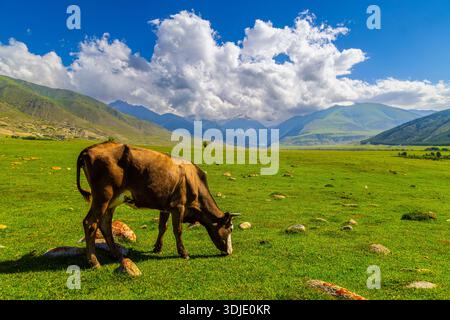 Die Kuh weidet friedlich auf einem üppigen grasbewachsenen Feld, umgeben von Bergen in Kirgisistan. Stockfoto