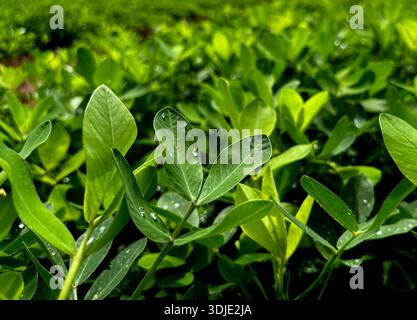 Erdnussfarm, Erdnussfeld, Erdnussbaum, Erdnussplantage Felder, Farm Land in Indien Hintergrund Stockfoto