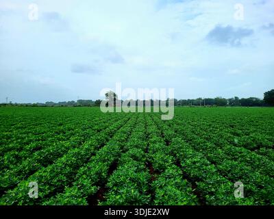 Üppig grüne Erdnussplantagen mit einem Baum und bewölktem Himmel im Hintergrund. Die Pflanzen sind ordentlich in Reihen im fruchtbaren Boden angeordnet. Stockfoto