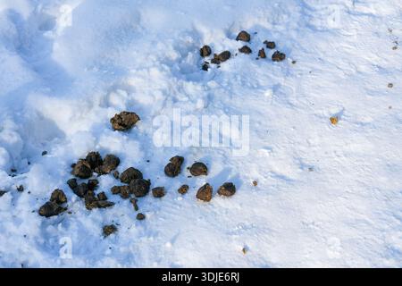 Dunkelbraune, klumpenige Stuhlpellets auf unebenem weißem Schnee; grobe Textur, kleine Fragmente um den Cluster herum, Sonnenlicht in geringem Winkel, definierte Schatten Stockfoto
