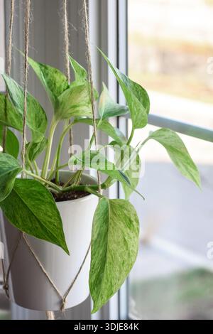 Bunte grüne Pothos-Zimmerpflanze, Epipremnum aureum, hängt in einem Makramee-Hänger in der Nähe eines Fensters mit natürlichem Tageslicht. Gemütlicher Garten im Haus und Stockfoto