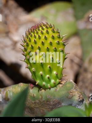 Junge Aufnahme von Feigenkaktus (Opuntia Ficus-indica) in Nahaufnahme Stockfoto