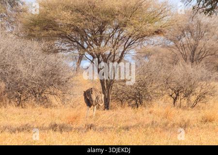 Gemeiner Strauß (Struthio camelus) weiblich im Tarangire-Nationalpark, Tansania Stockfoto