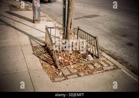 Baumgrube in Chelsea in New York im Januar 2026. (© Richard B. Levine) Stockfoto
