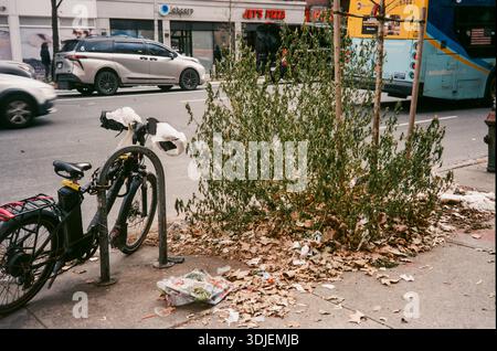 Bewachsene Baumgrube in Chelsea in New York im Januar 2026. (© Richard B. Levine) Stockfoto