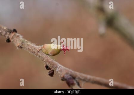 Hazels weibliche Blume, Ende des Winters Stockfoto