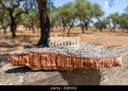 Ein Stück Korkbaumrinde mit Korken drauf. Kork-Eiche-Obstgarten im Hintergrund. Stockfoto