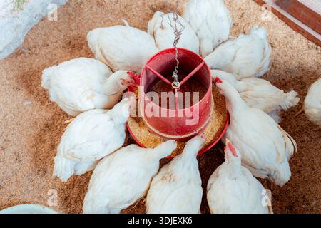Masthühner essen Futter aus einem kreisförmigen Futtermittel, das die Viehindustrie zeigt Stockfoto