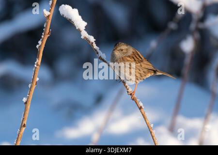 Ein Dunnock (Prunella Modularis) im Winter auf einem Pflanzenstamm in einem schneebedeckten Garten Stockfoto