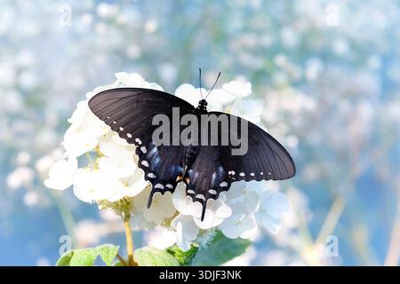 Makro eines Gewürzbusches / schwarzen Schmetterlings (papilio troilus), der auf einer Blume ruht - weicher weißer Hintergrund Stockfoto